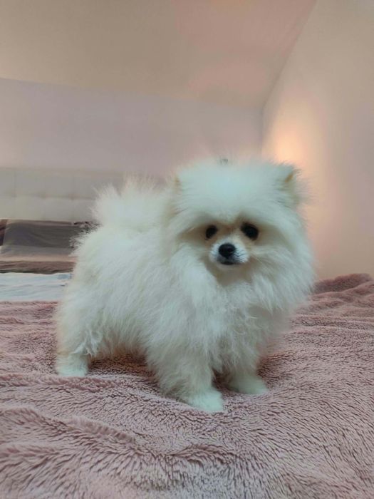 Pomeranian cățelușă