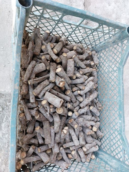 Павловния илдиз каламчалари сотилади