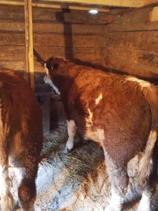 Tăurași de vânzare