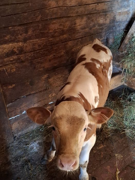 Vând vițel 2 luni