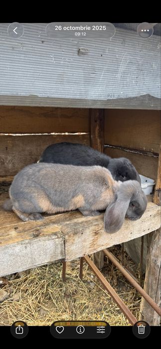 Iepuri Berbec German