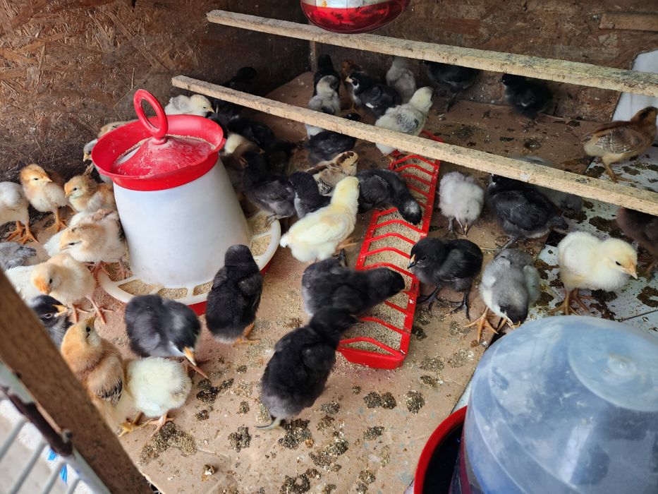 Ouă pt incubat Australorp dar și alte rase ouătoare selectate