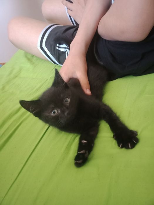 Отдадим котенка в добрые руки. Котенок игривый очень добрый ласковый.