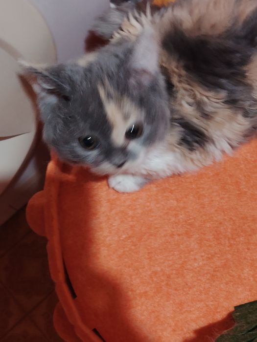 Кудрявые Селкирк Рекс котята