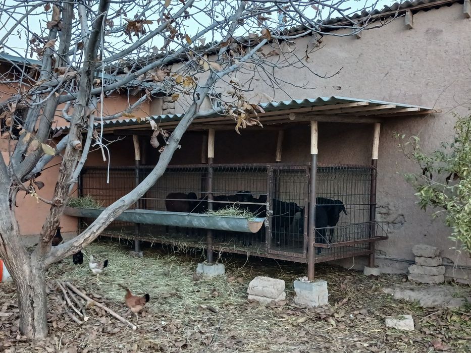 навес куй учун..