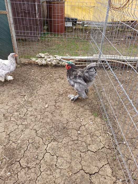 Cocos brahma albastru