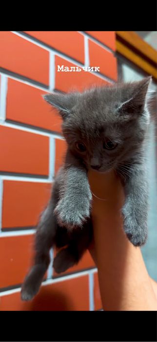 Отдам в добрые руки котят