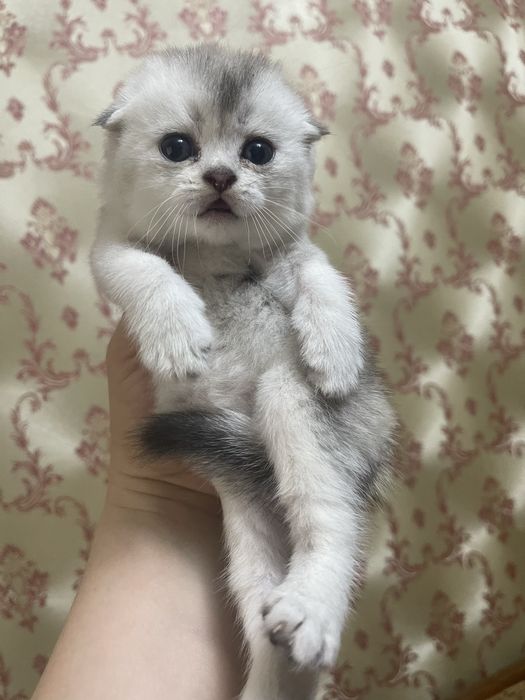 Продаются котята