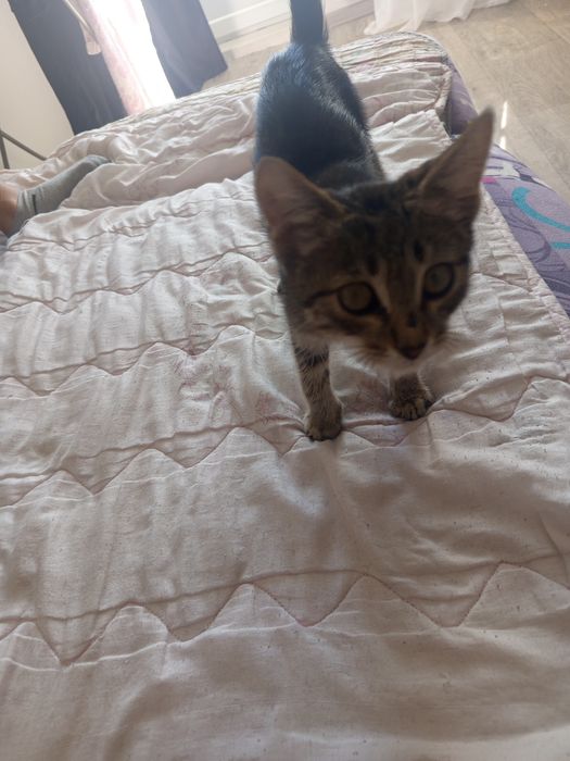 Отдам в добрые руки котенка мальчика!