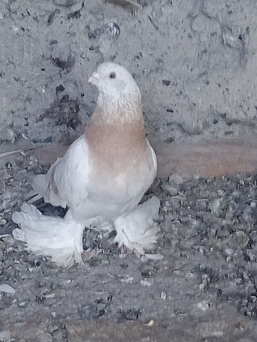 Бойные голуби.самцы. прошлогодние.