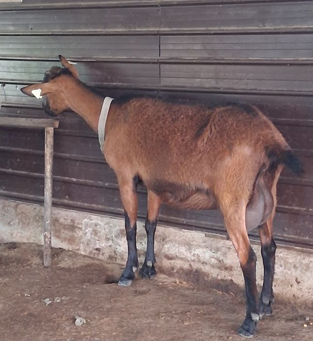 Vând 5capre Alpin francez