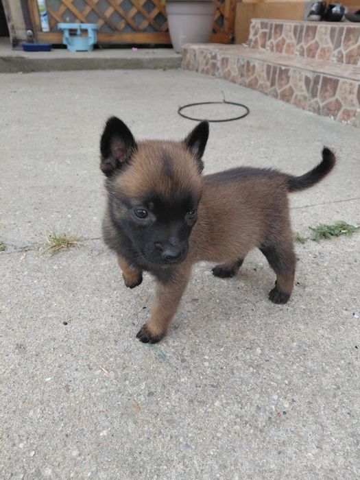 Câine ciobanesc belgian
