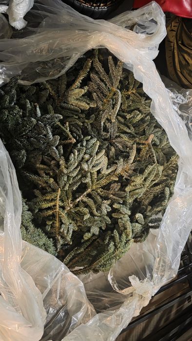 Продам нобилис около 10 -11 банчей