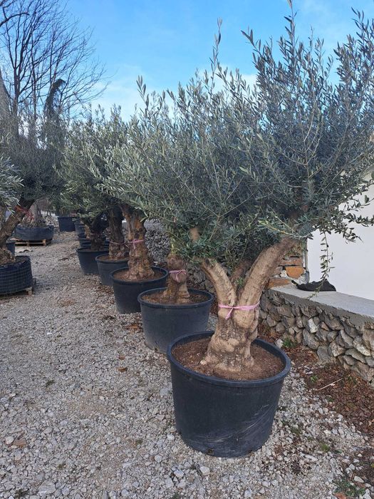 Vând magnolie, leylandi, spirală, pon pon, bonsai, măslin, gazon, tei