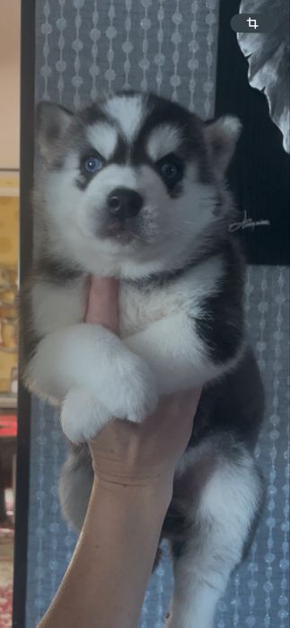 Голубоглазые хасята