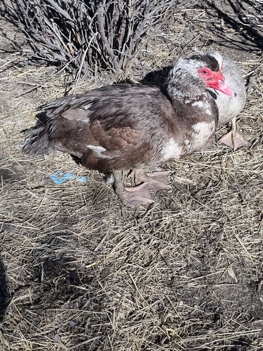 Индоутки ( селезень+2 самочки)