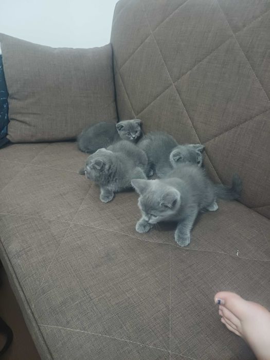 Британска котка
