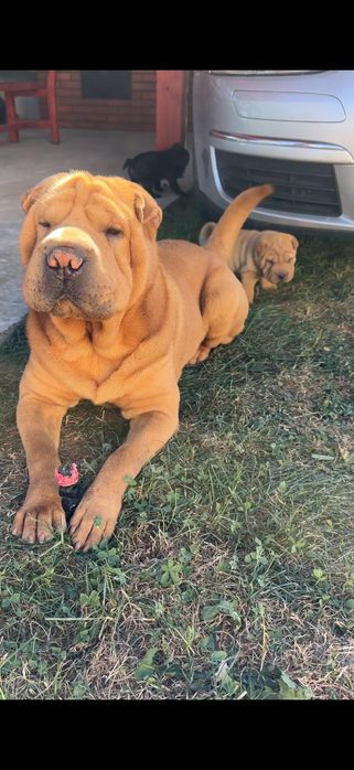 Pui câine   SharPei