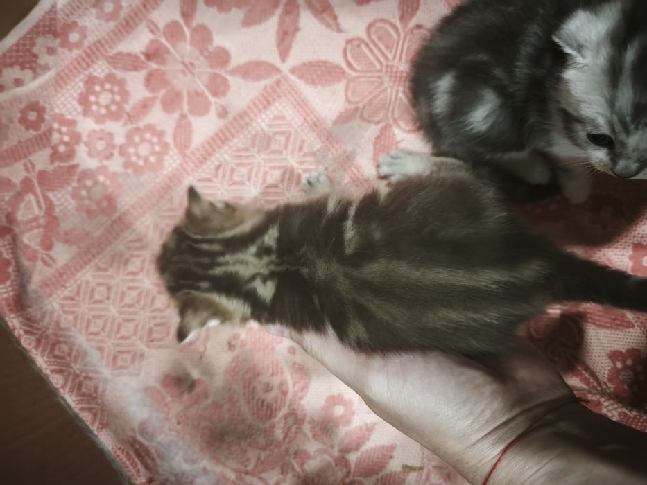 Продаю скотиш страйт