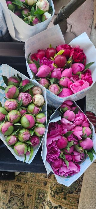 Пионы в бутонах ароматные