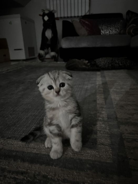 Вислоухий котенок