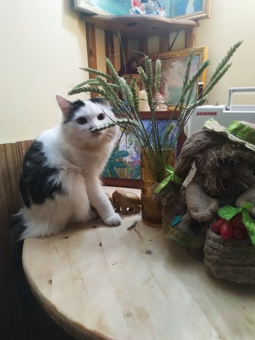 Отдам кота в хорошие руки