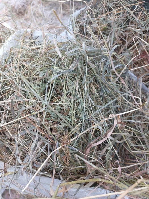 Сено в мешках ДСР