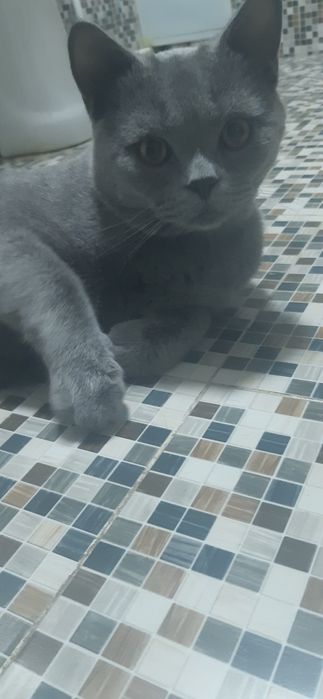 Britaniskiy mushuk sotiladi