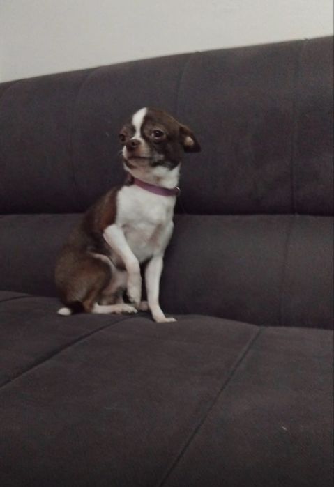 Продажа животных