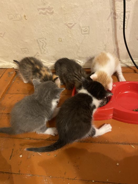 Котята БЕСПЛАТНО в добрые руки
