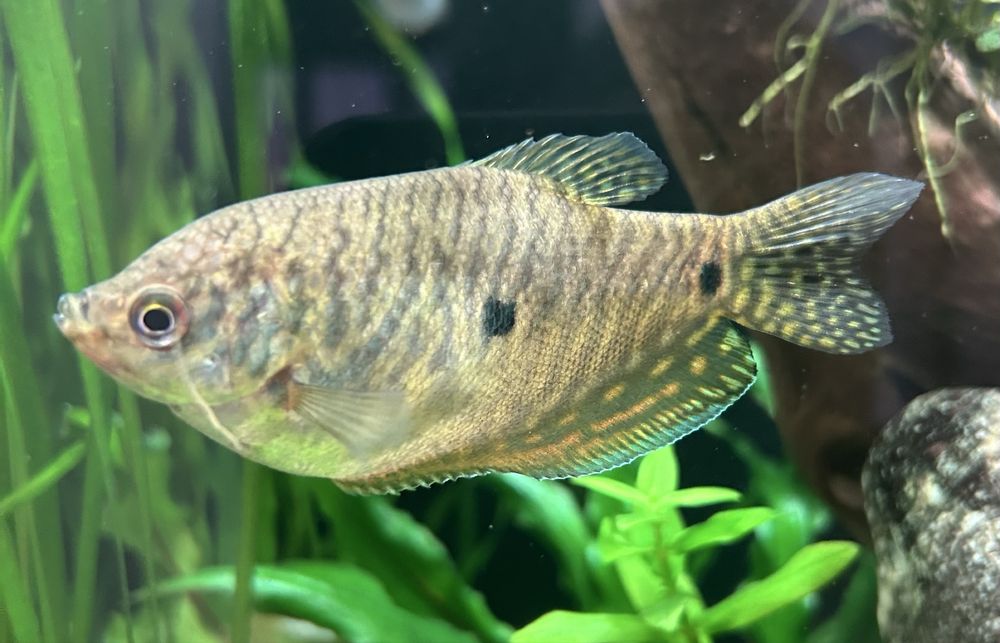 Аквариумные рыбки Гурами.