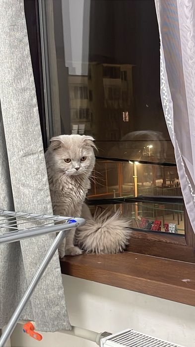 Чистый  шотландский кот