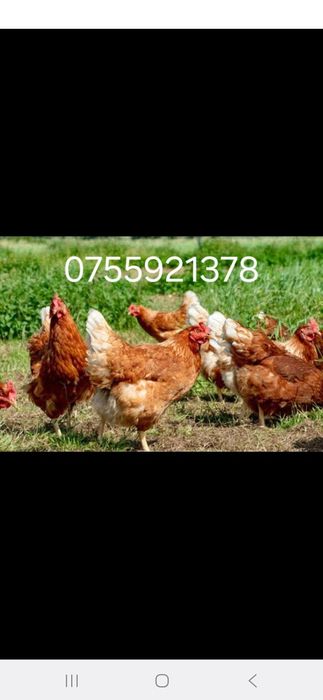 Pui si gaini transport gratuit  20 lei