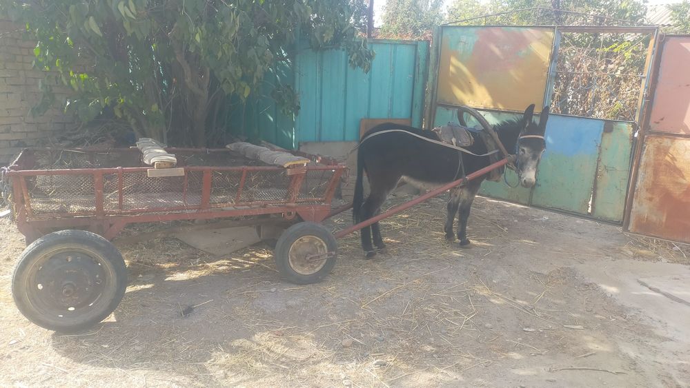 Продам ишачку с бричкой