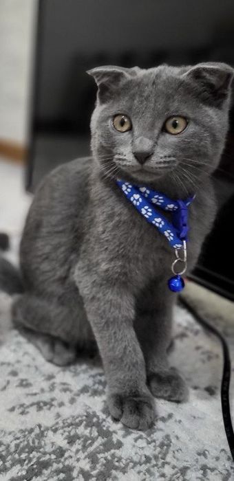 Скотиш фолд мальчик 7 месяц