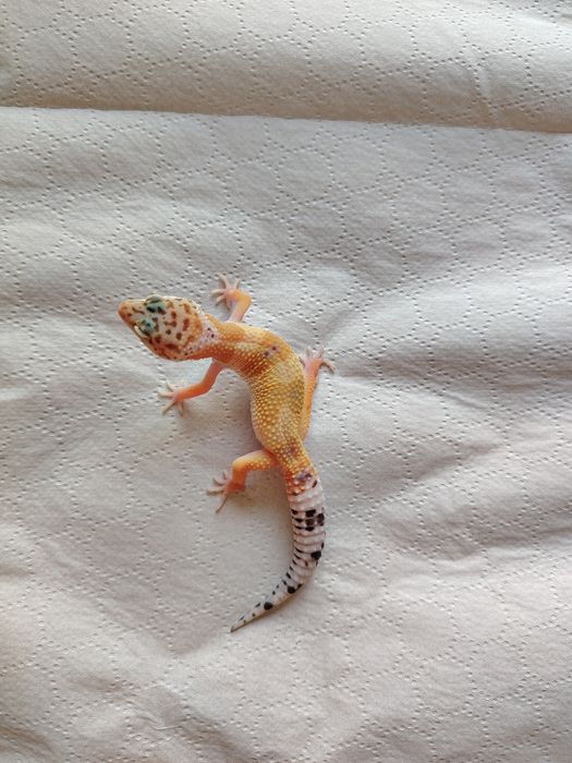 Șopârlă Gecko Leopard