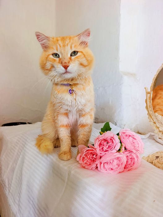 Отдам кота в добрые руки