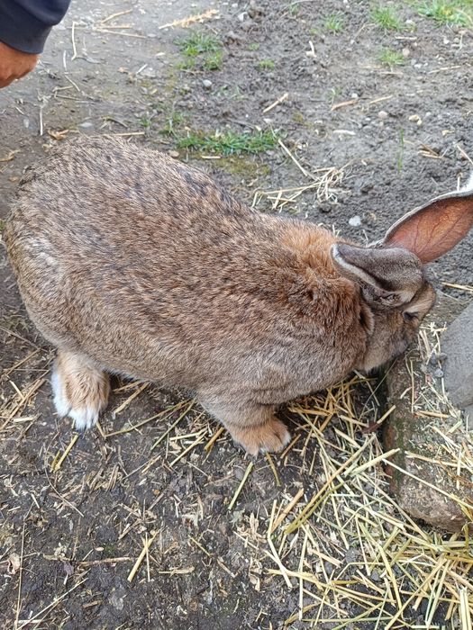 Vând mascul belgian