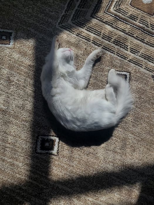 Кошка 5 месяцев бесплатно!!!