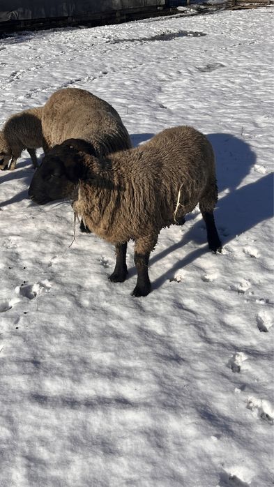Vand oi sulffok pentru pretentiosi