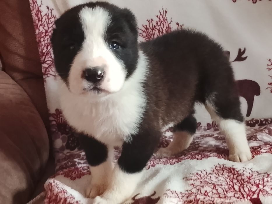 Щенки САО Алабай