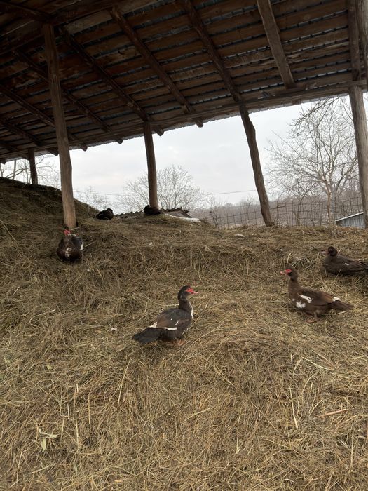 Pereche de curci pentru reproducere