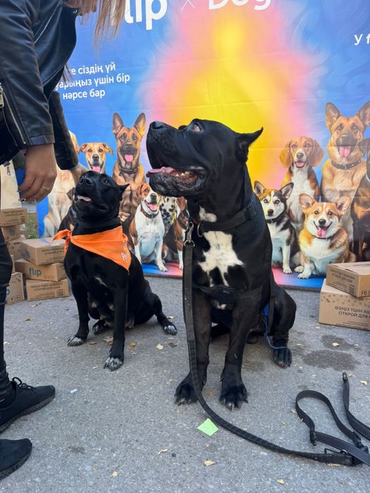 Бронь на щенков кане корсо