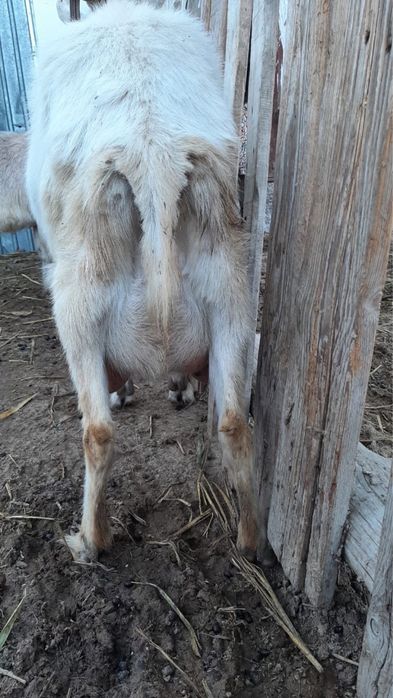 Заненский пародалы сауынды ешкі