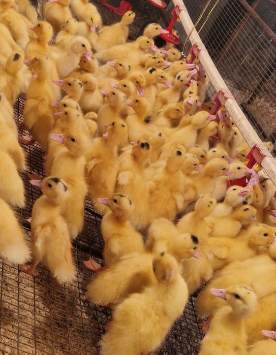 Продам курей несушек, уточки,гуси и бройлеры