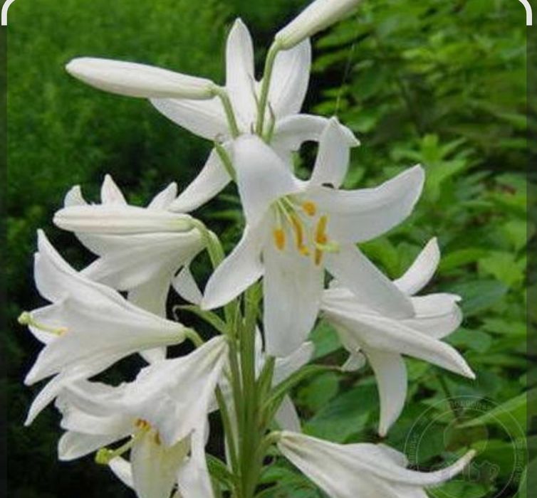 Лиля гули пиёзи сотилади хушбу́й хидлик