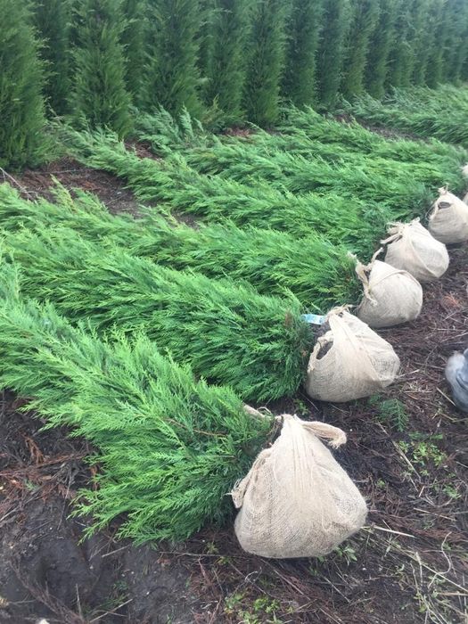 Tuia leylandy pentru gard viu 1.4-3m