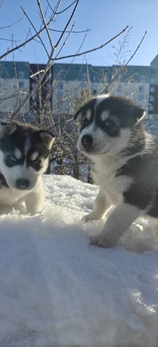 Продам щенята хаски