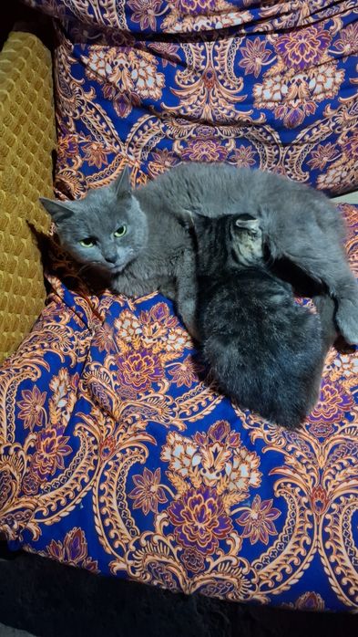 Mushuk bolasi bilan birga sotiladi