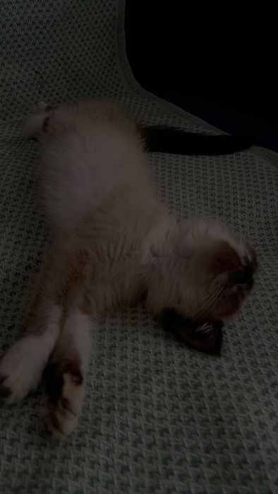 Продам сиамского котёнка мальчика